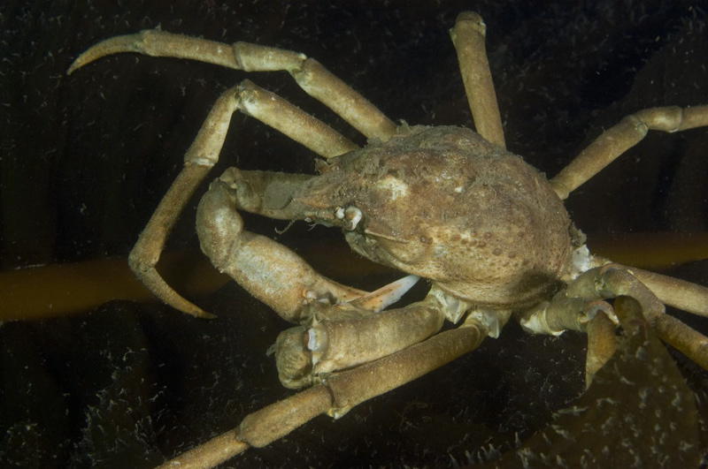 Large crab (picture by Marion Haarsma)